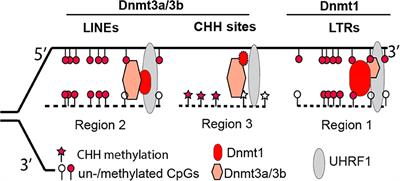 Crosstalk of Genetic Variants, Allele-Specific DNA Methylation, and Environmental Factors for Complex Disease Risk